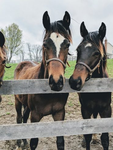 farmacy brewing horses